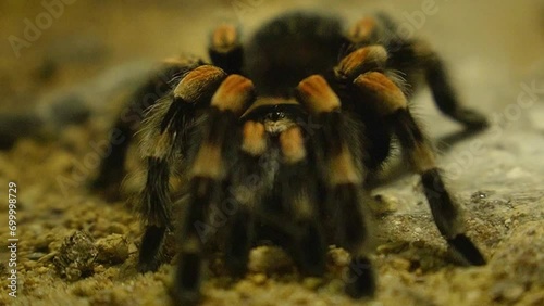 Close up shot of hairy tarantula in sandy environment. photo