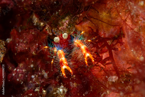 Genus Trapezionida.a member of Munidid Squat Lobsters Family Munididae photo