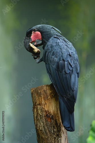 Close up photo of Palm Cockatoo (Probosciger atterimus) on green background. Zoo Prague. Zoo Prague.  photo