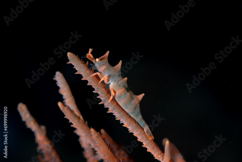 Dragon Shrimp Miropandalus hardingi