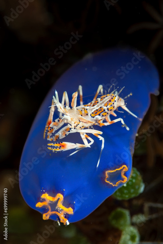 Tiger Shrimp Phyllognathia ceratophthalmus photo