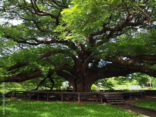 Giant Chamchuri Tree Places to visit in Kanchanaburi, take beautiful, green photos that you can't find anywhere else.
