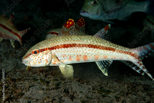 Freckled Goatfish Upeneus tragula