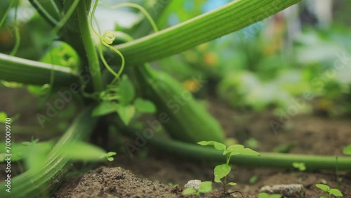 Green zucchini grows in a garden bed in summer. Growing vegetables in the country, close-up. Slow motion photo