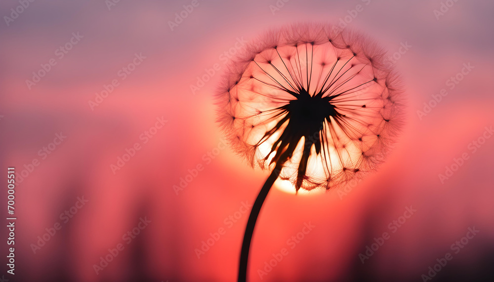 Silhouette of dandelion against the backdrop of the setting sun. 