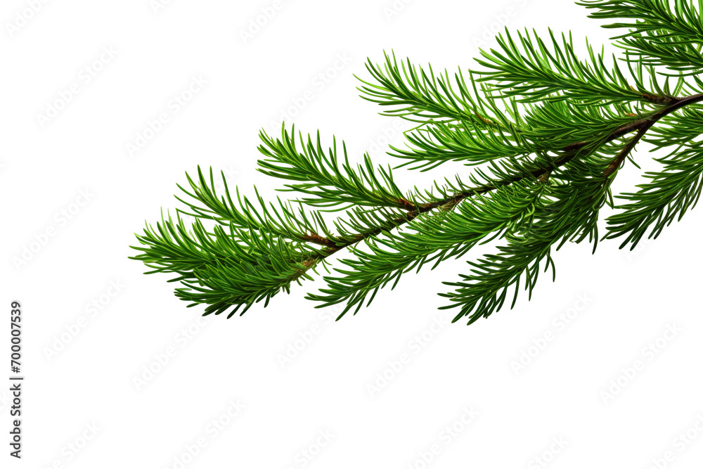 closeup macro view of a Green cedar branches, on a white isolated background PNG closeup macro view of a Green cedar branches, on a white isolated background PNG