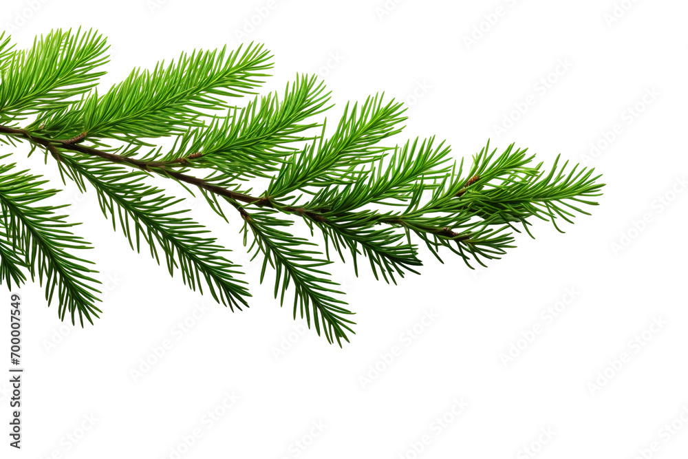 closeup macro view of a Green cedar branches, on a white isolated background PNG