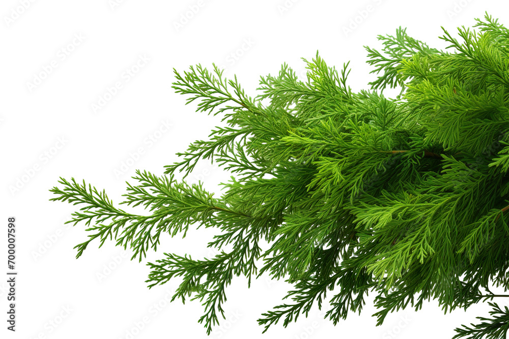 Fototapeta premium closeup macro view of a Green cedar branches, on a white isolated background PNG