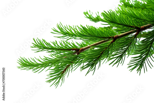 closeup macro view of a Green cedar branches  on a white isolated background PNG