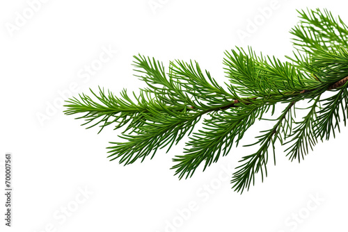 closeup macro view of a Green cedar branches  on a white isolated background PNG
