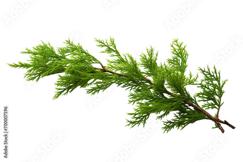 closeup macro view of a Green cedar branches, on a white isolated background PNG