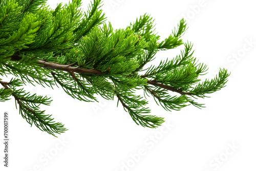 closeup macro view of a Green cedar branches  on a white isolated background PNG