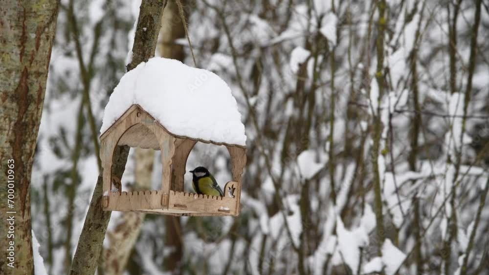 Wild Parus major (Great tit) bird with yellow feathers eats seeds from wooden bird feeder covered with snow in winter forest. Soft focus. Real time handheld video. Wild animal care theme. Wild Parus major (Great tit) bird with yellow feathers eats seeds from wooden bird feeder covered with snow in winter forest. Soft focus. Real time handheld video. Wild animal care theme.
