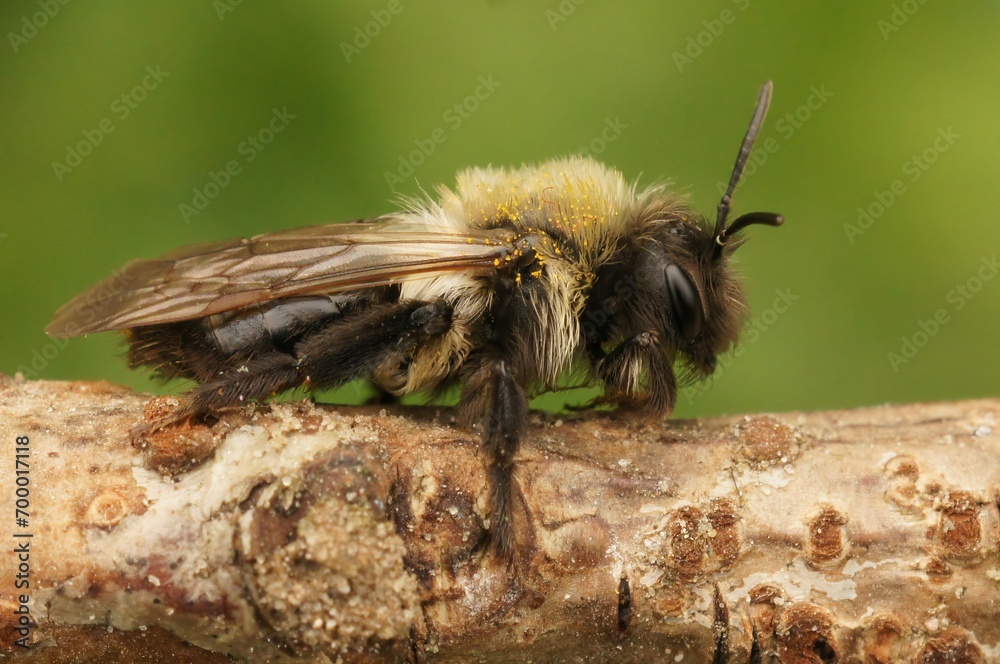 Closeup on a female Grey-backed mining bee, Andrena vaga sitting on a twig Closeup on a female Grey-backed mining bee, Andrena vaga sitting on a twig