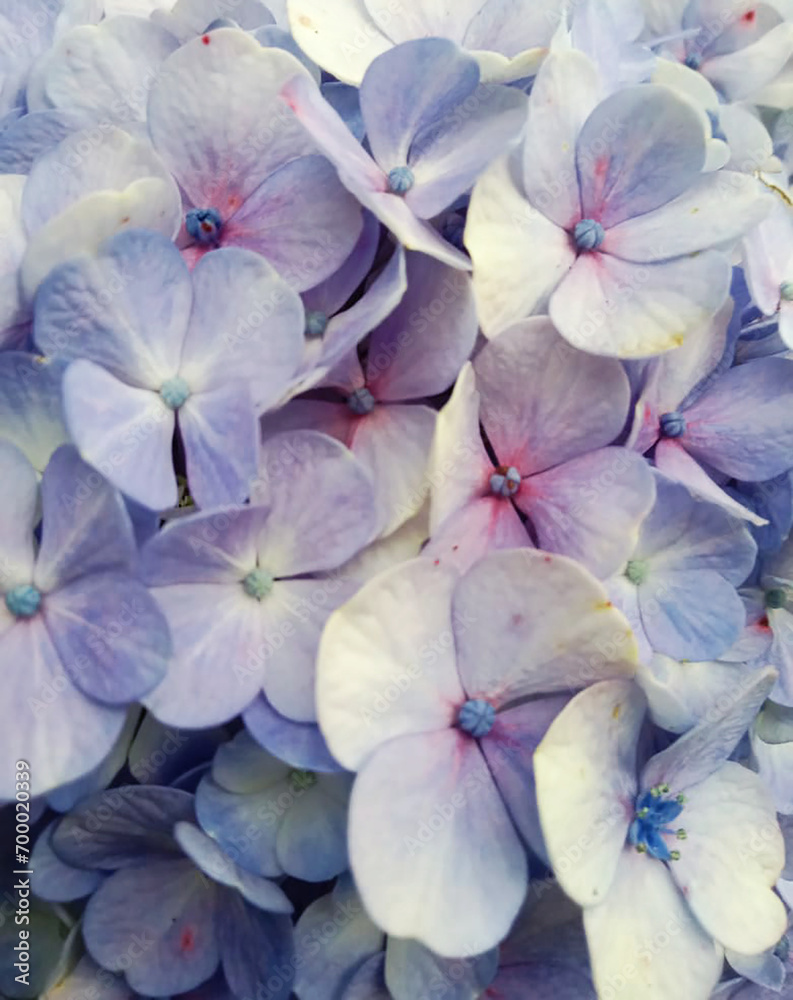 Flower Background PNG Flower Background PNG