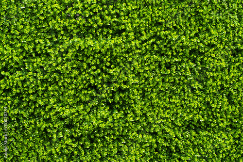 Green background, pattern and texture. Canvas.