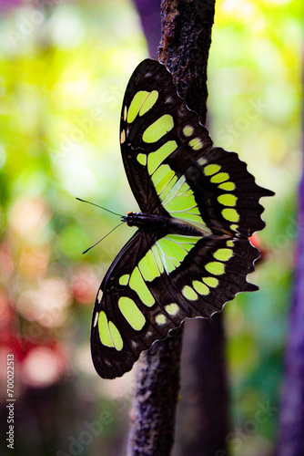 Mariposa Fauna