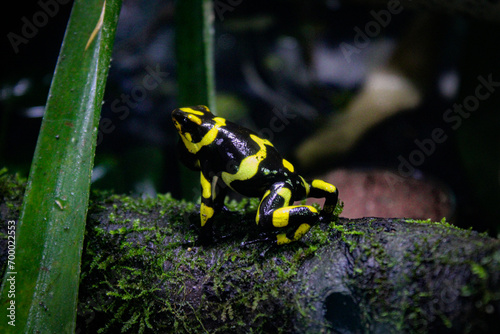 Saltos Colombianos 