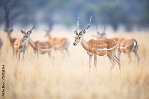 impala herd grazing in open savanna photo