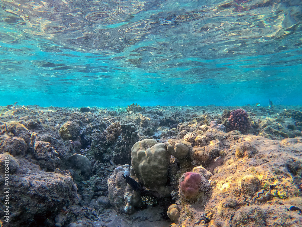 Fototapeta premium Underwater life of reef with corals and tropical fish. Coral Reef at the Red Sea, Egypt.