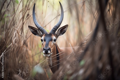 sable antelope navigating through dense brush