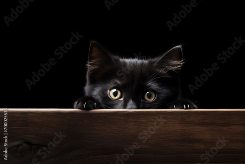 Black kitten cat 