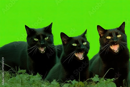 space copy cats screaming hissing banner green bright mouth open emotions expressive cats group cats black several background green photo