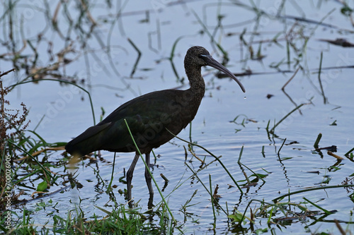 Ibis nero (giovane di Ibis eremita?) photo