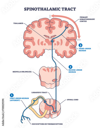 Tableau sur toile Spinothalamic tract as neural pathway to brain thalamus outline diagram