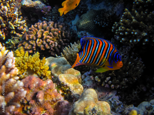 Pygoplites diacanthus or Royal angelfish in an expanse of Red Sea coral reef photo