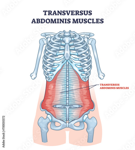 Transversus abdominis muscles in abdominal muscular system outline diagram. Labeled educational scheme with stomach muscle anatomy and medical location vector illustration. Posterior view of torso.