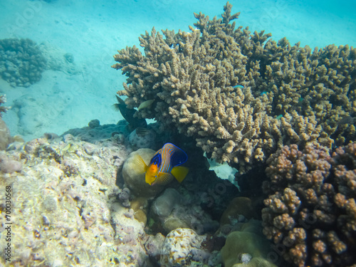 Pygoplites diacanthus or Royal angelfish in an expanse of Red Sea coral reef photo