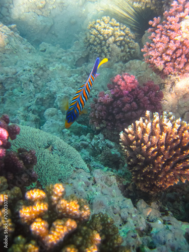 Pygoplites diacanthus or Royal angelfish in an expanse of Red Sea coral reef photo