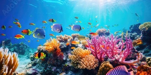 Fish over coral reef, underwater view