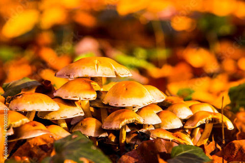 Autumn in La Fageda D En Jorda Forest, La Garrotxa, Spain photo