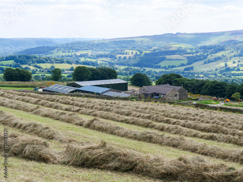 Almost dry hay windrows lined in front of farm buildings in English hilly countryside of Derbyshire.
