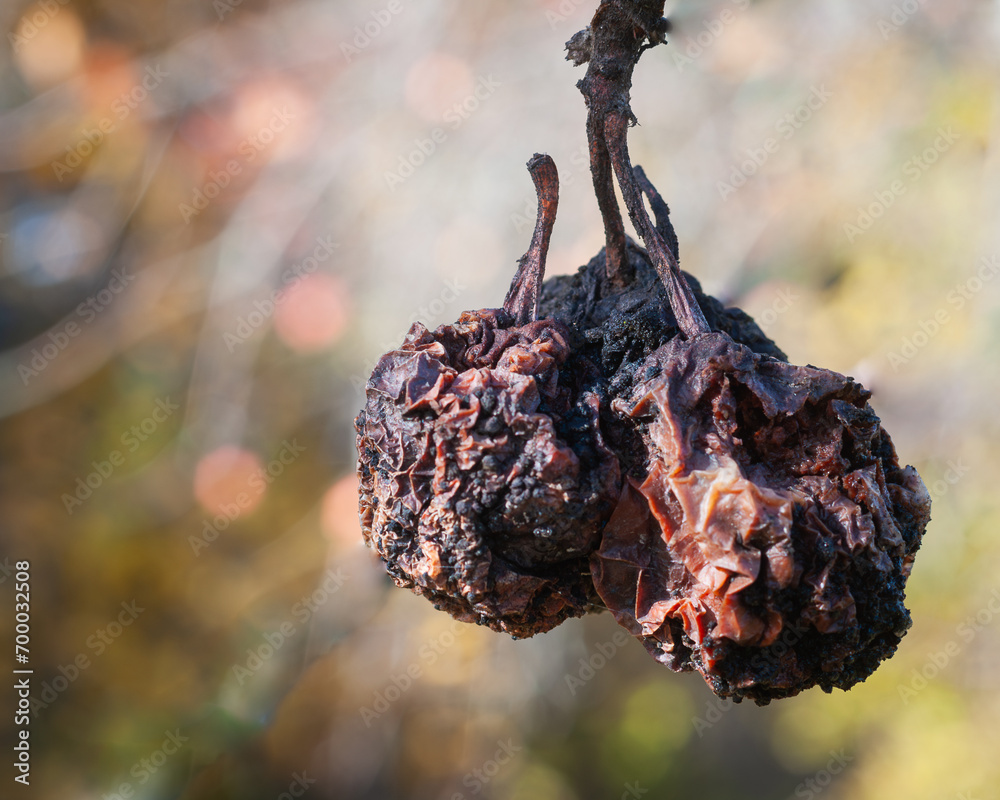  Rotten apples on a branch. Sofy focus. Autumn colors. - obrazy, fototapety, plakaty 