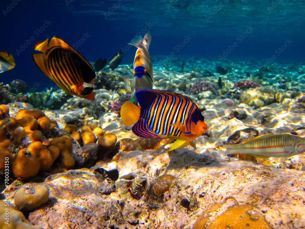 Pygoplites diacanthus or Royal angelfish in an expanse of Red Sea coral reef Pygoplites diacanthus or Royal angelfish in an expanse of Red Sea coral reef
