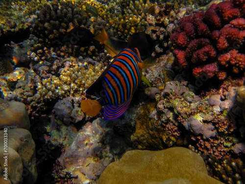 Pygoplites diacanthus or Royal angelfish in an expanse of Red Sea coral reef photo