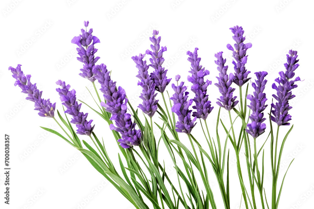 Top side closeup macro view of purple lavender flower stems with leaves, on a white isolated background