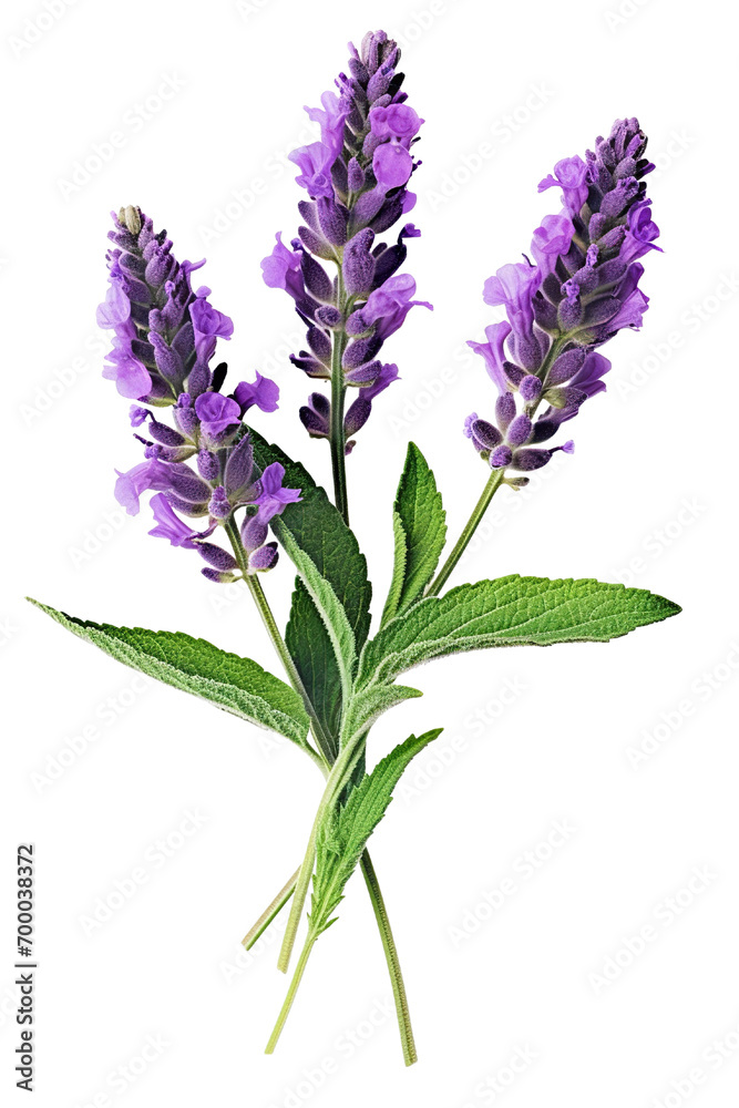 Top side closeup macro view of purple lavender flower stems with leaves, on a white isolated background