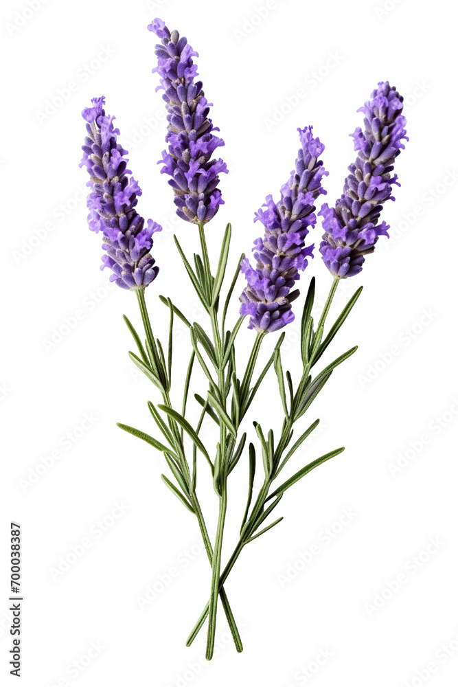 Fototapeta premium Top side closeup macro view of purple lavender flower stems with leaves, on a white isolated background