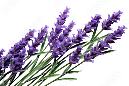 Top side closeup macro view of purple lavender flower stems with leaves  on a white isolated background