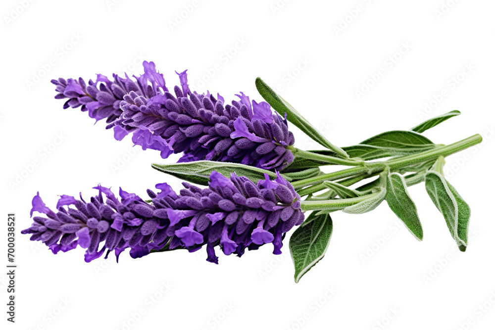 Top side closeup macro view of purple lavender flower stems with leaves, on a white isolated background - obrazy, fototapety, plakaty 
