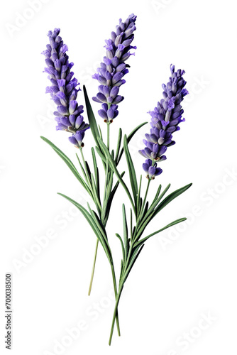 Top side closeup macro view of purple lavender flower stems with leaves  on a white isolated background