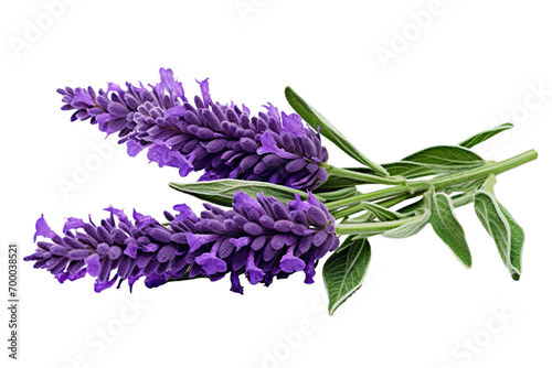 Top side closeup macro view of purple lavender flower stems with leaves  on a white isolated background