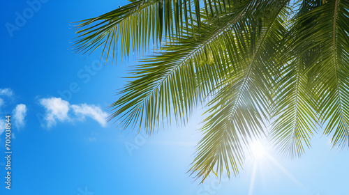 Palm tree, a palms leaves on the blue sky background, Nature video. Closeup palm tree animated with wind in nature. Palm tree and sky background. Nature tree objects and background. generative ai © Uzair