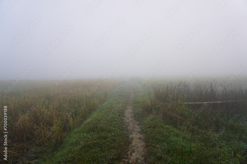 The moistened sawdust conditions in the morning. fog trail in the village morning fog. The moistened sawdust conditions in the morning. fog trail in the village morning fog.
