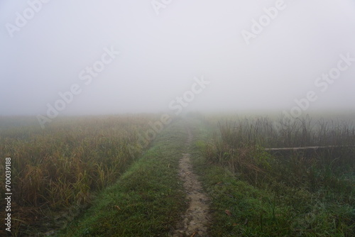 The moistened sawdust conditions in the morning. fog trail in the village morning fog.