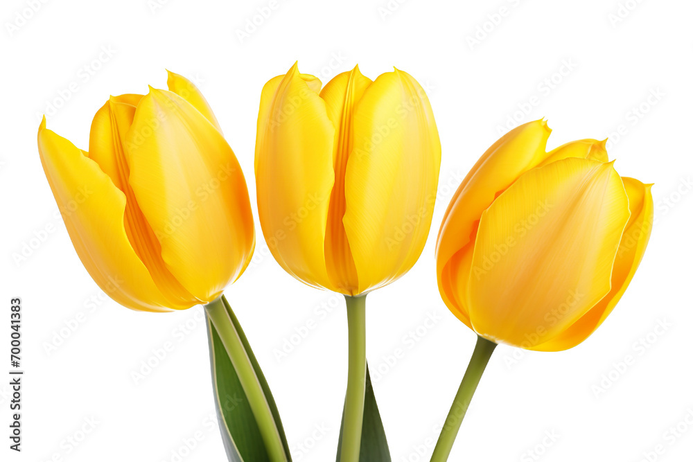 closeup macro view of A collection of yellow tulips flower isolated on a white background PNG closeup macro view of A collection of yellow tulips flower isolated on a white background PNG